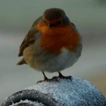 Robin