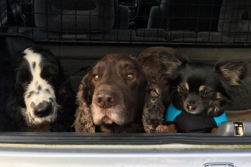 Liz's pets: Ludo, Barnaby and Ted on their travels