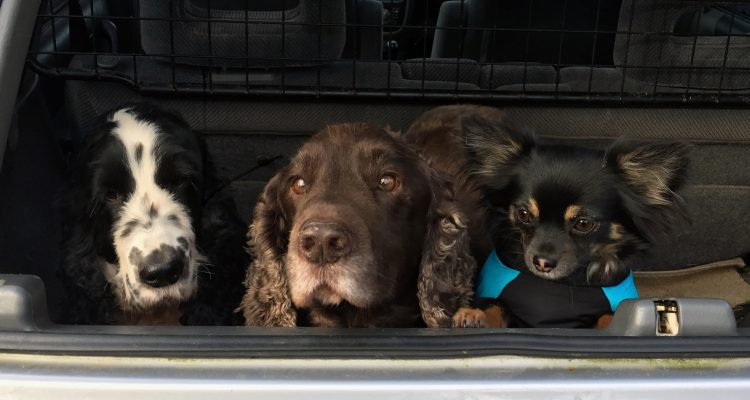 Liz's pets: Ludo, Barnaby and Ted on their travels